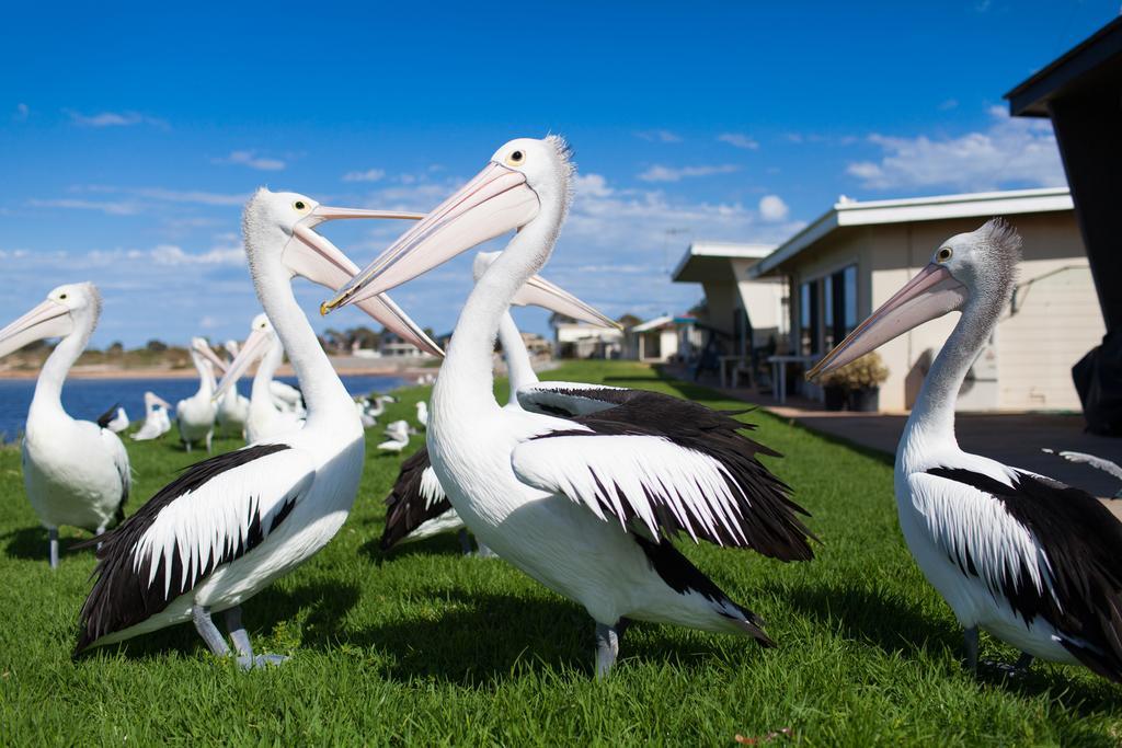 Modra'S Apartments Tumby Bay Exteriér fotografie